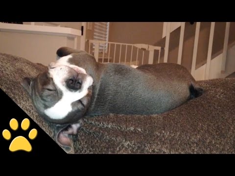 النوم سلطان على أي كائن حي