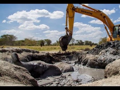 عملية إنقاذ فيل عُلّق في بركة طينية