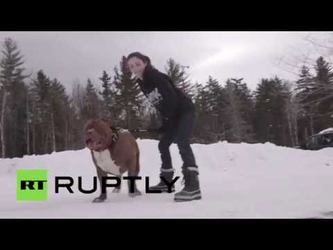 اكبر كلب بيتبول في العالم