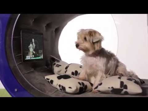 منزل أحلام الكلاب بـ 20 ألف جنيه استرلينى