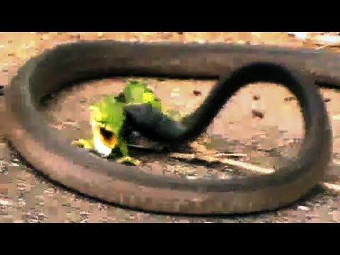 معركة طاحنة بين حرباء وثعبان