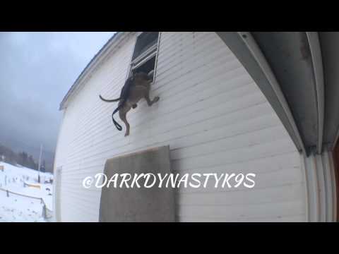 شاهد كلب بيتبول يتمكن من الإمساك بلصٍ