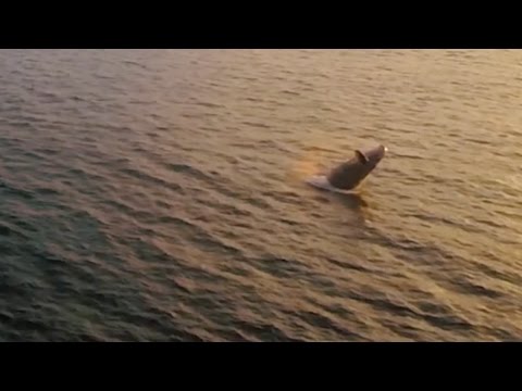 الكشف عن حوت يلهو ويلعب بالصدفة فيديو