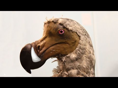 شاهد حيوانات انقرضت بسبب البشر