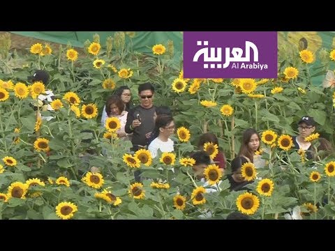 متاهات برائحة زهور عباد الشمس في الفلبين