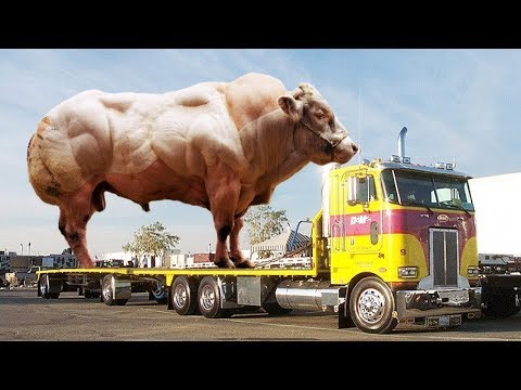 تطوير الحيوانات عن طريق التكنولوجيا