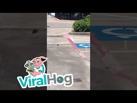 لحظة هروب إستاكوزا من مطعم