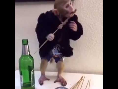 شاهد قرد يتناول عددًا من صوابع الكباب والكفتة”