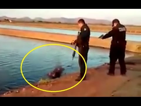 بالفيديو  توقيف ضابط مكسيكي لإطلاقه النار على التمساح