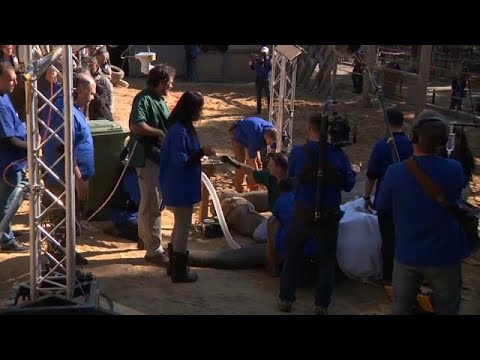 لحظة إجراء عملية جراحية لاستئصال ناب فيل