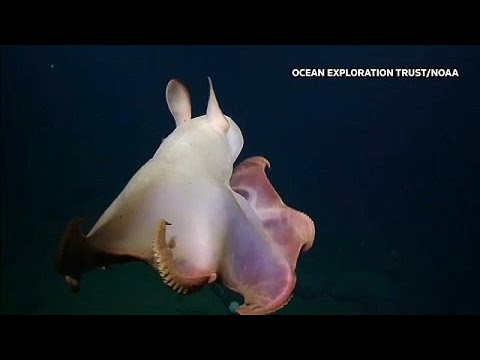 أخطبوط نادر يشبه دومبو ويثير دهشة العلماء