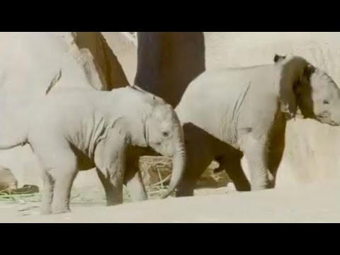 صغيران مِن الفيلة يلعبان بحديقة حيوان في كاليفورنيا