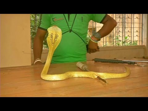 لحظة إنقاذ أفعى الكوبرا من سهم قاتل خلال عملية جراحية