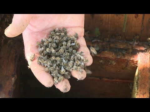 شاهد نفوق كميات هائلة من النحل في ظاهرة غريبة تحدث لأول مرة في روسيا