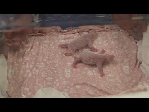 شاهد باندا تضع توأمين في حديقة حيوان بايرى دايزا البلجيكية