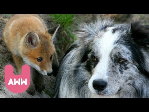 شاهد صداقة غريبة بين كلب وثعلب