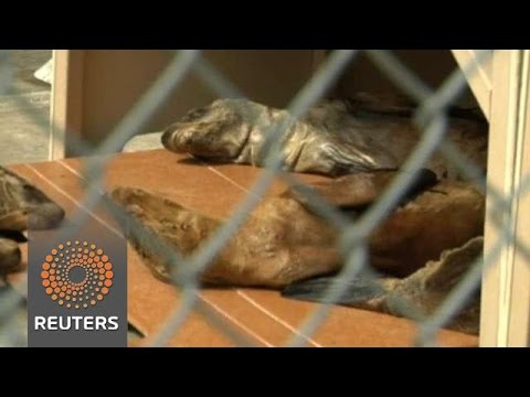 شاهد أسود البحر تتضور جوعًا في كاليفورنيا