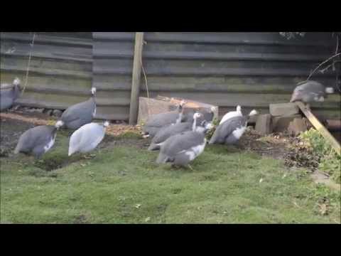 شاهد الصوت العالي يُحرم تربية الدجاج الحبشي