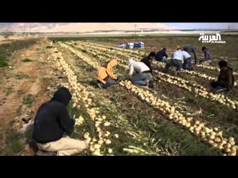 شاهد الزراعة في المستوطنات خطر على الأطفال المزارعين