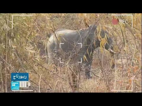 شاهد عودة الفيلة إلى السنغال بعد سنوات من الانقطاع