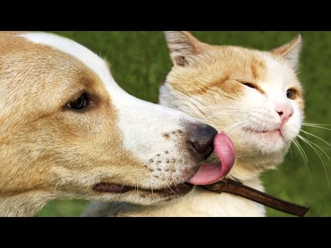 بالفيديو 7 أسباب تدفعك لاقتناء قطة في منزلك