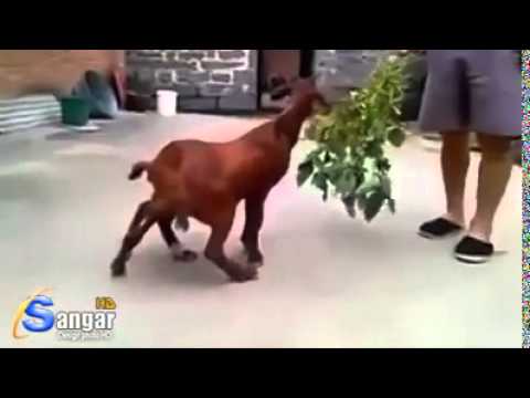 فيديو ماعز بجسدين ورأس