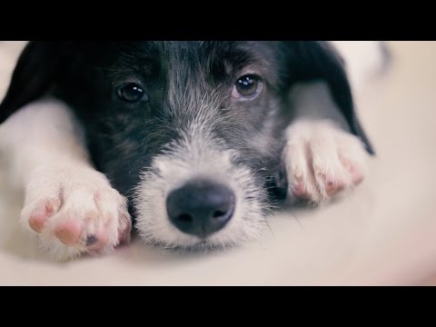 ملجأ يستخدم أذكى طريقة لإنقاذ حيوانات الشوارع