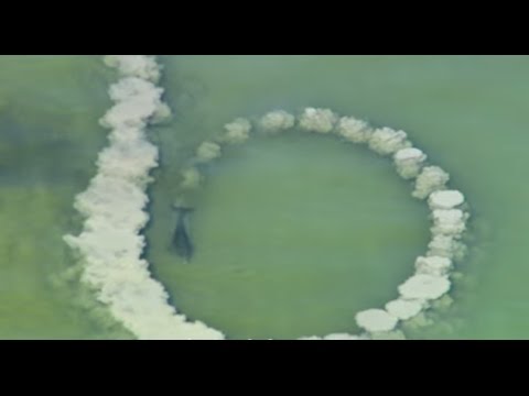 بالفيديو الدلافين تنصب الفخاخ للأسماك الصغيرة