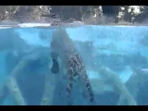 بالفيديو نمر يظهر مهارته الفائقة في ممارسة الغطس