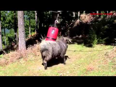 شاهد كبش لا يعرف الاستسلام